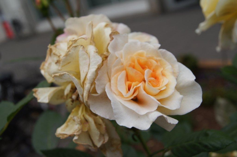 Rosenromantik in Pastell